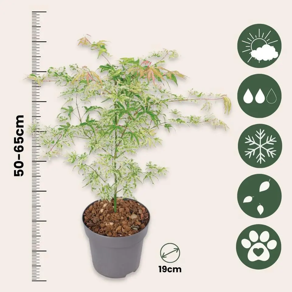Japanse Esdoorn - Set van 2 - Acer palmatum 'Ukigumo' - Hoogte 50-60cm - ⌀19cm
