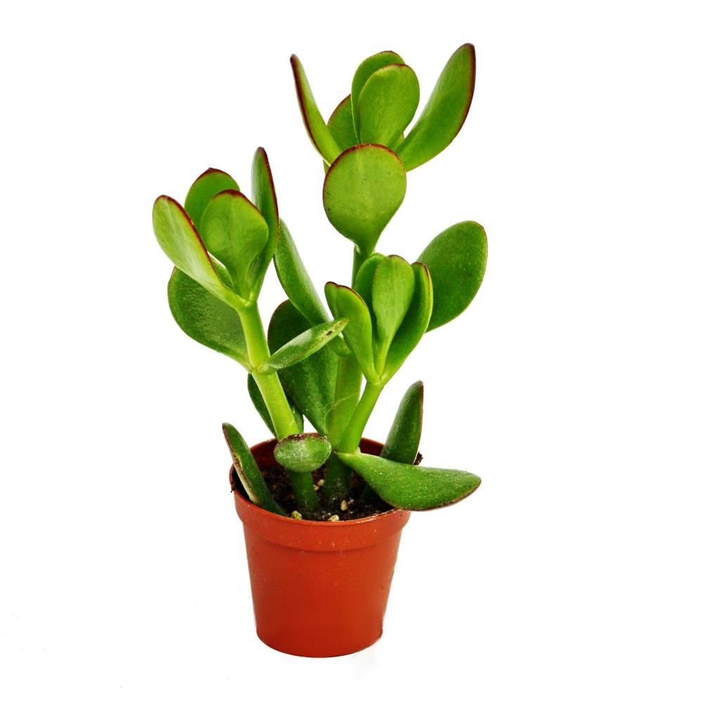 Crassula portulacea - arbre à argent - en pot de 8,5cm