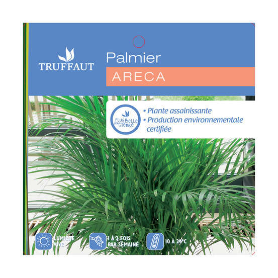 Areca H50cm en pot