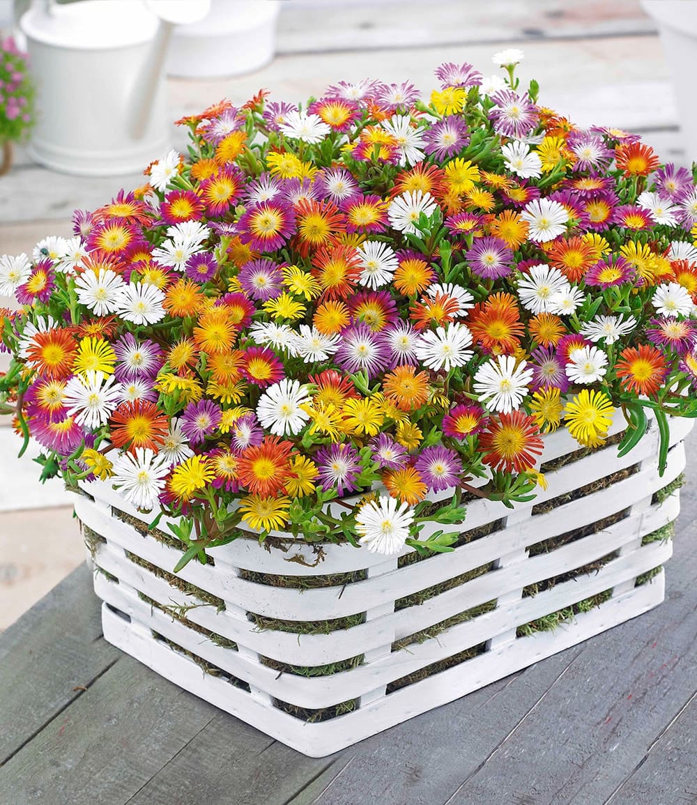 Winterharte Eisblumen 'Wheels of Wonder®' 5er Farbmix