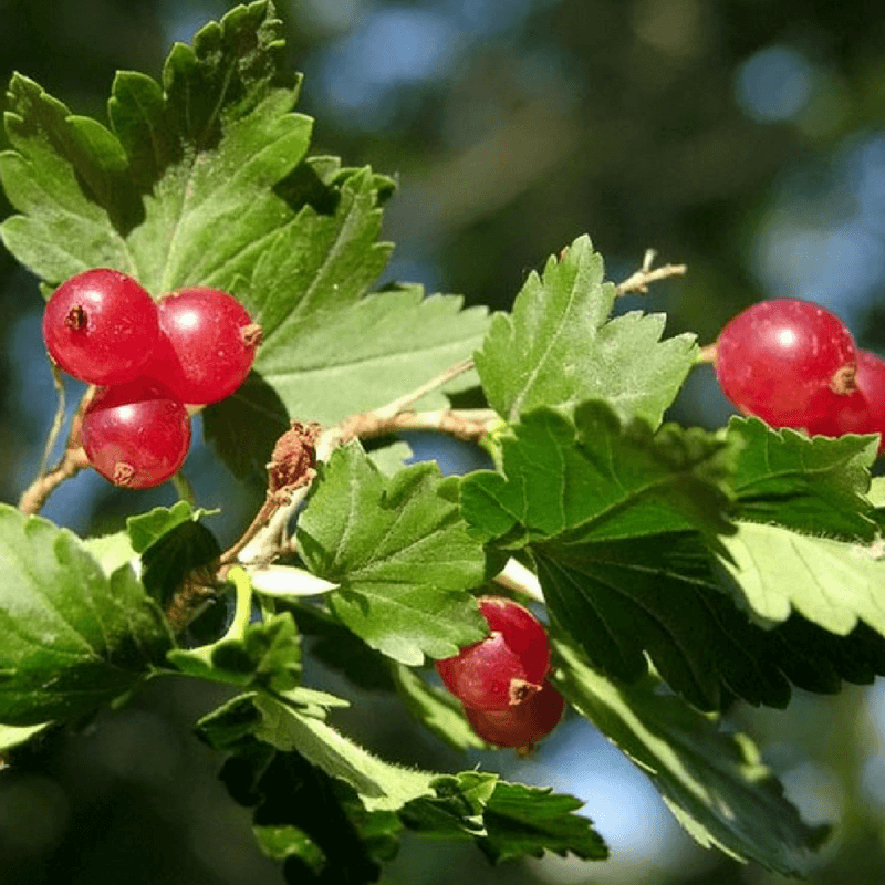 Groseillier des alpes (ribes alpinum) - godet - taille 13/25cm
