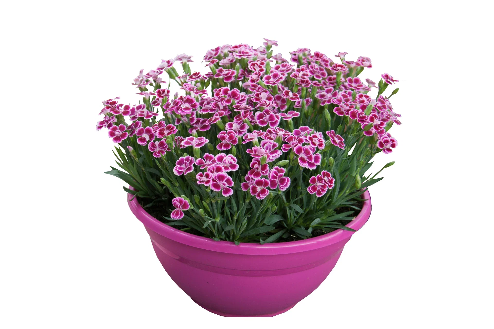 Dianthus dia. 'Pink Kisses' bowl 23 cm Hagenellik 'Pink Kisses' i skål Ø21 cm