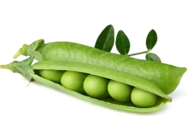 Click & Grow SGR54x3, Spiselig plante, Genopfyldning, Hurtig producent (3-5 uger), 7 - 14 dage, 2 måned(er), 18 - 24 °C