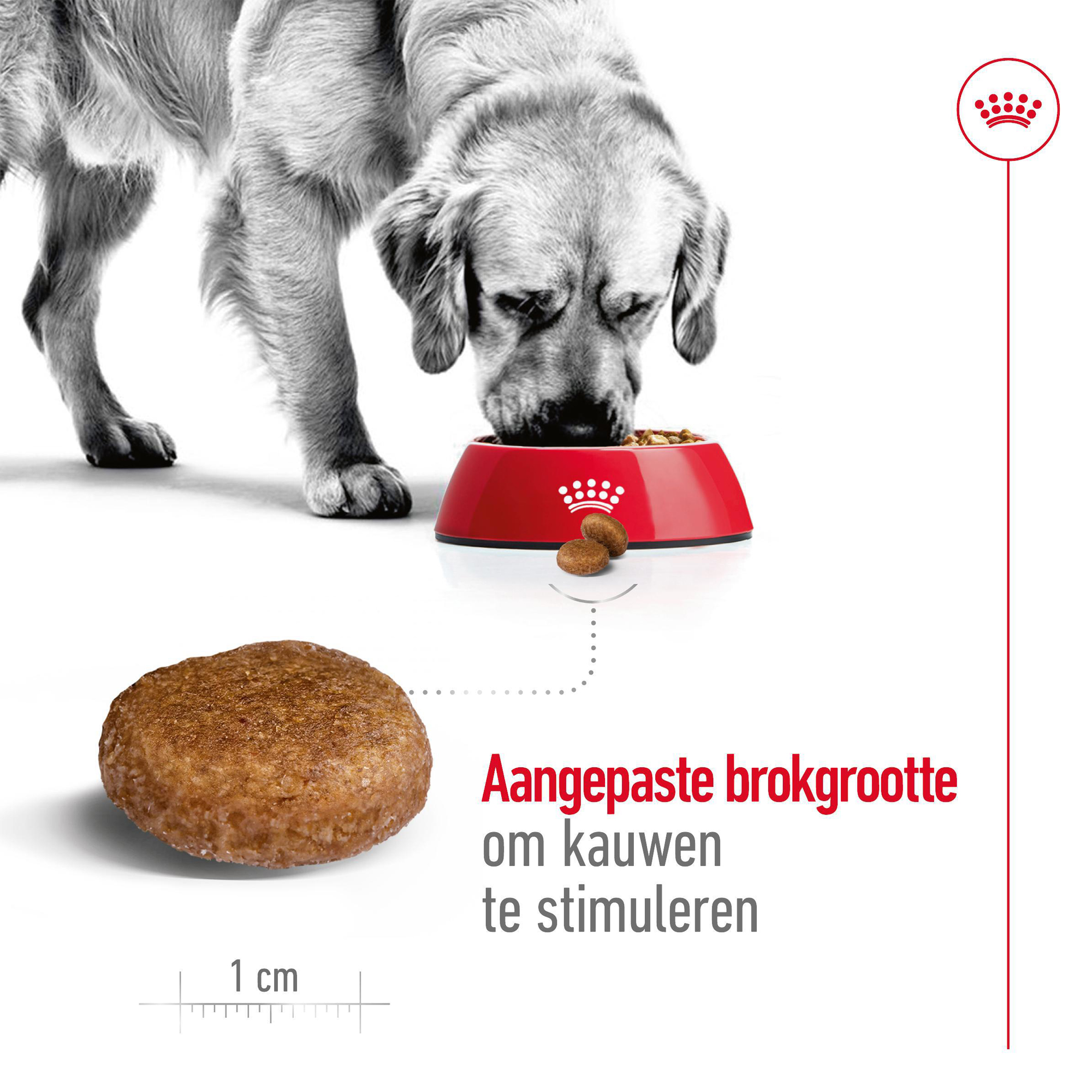 Royal Canin Maxi Adult 5+ - Hondenvoer