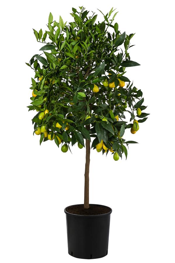 Limette 'Limequat'