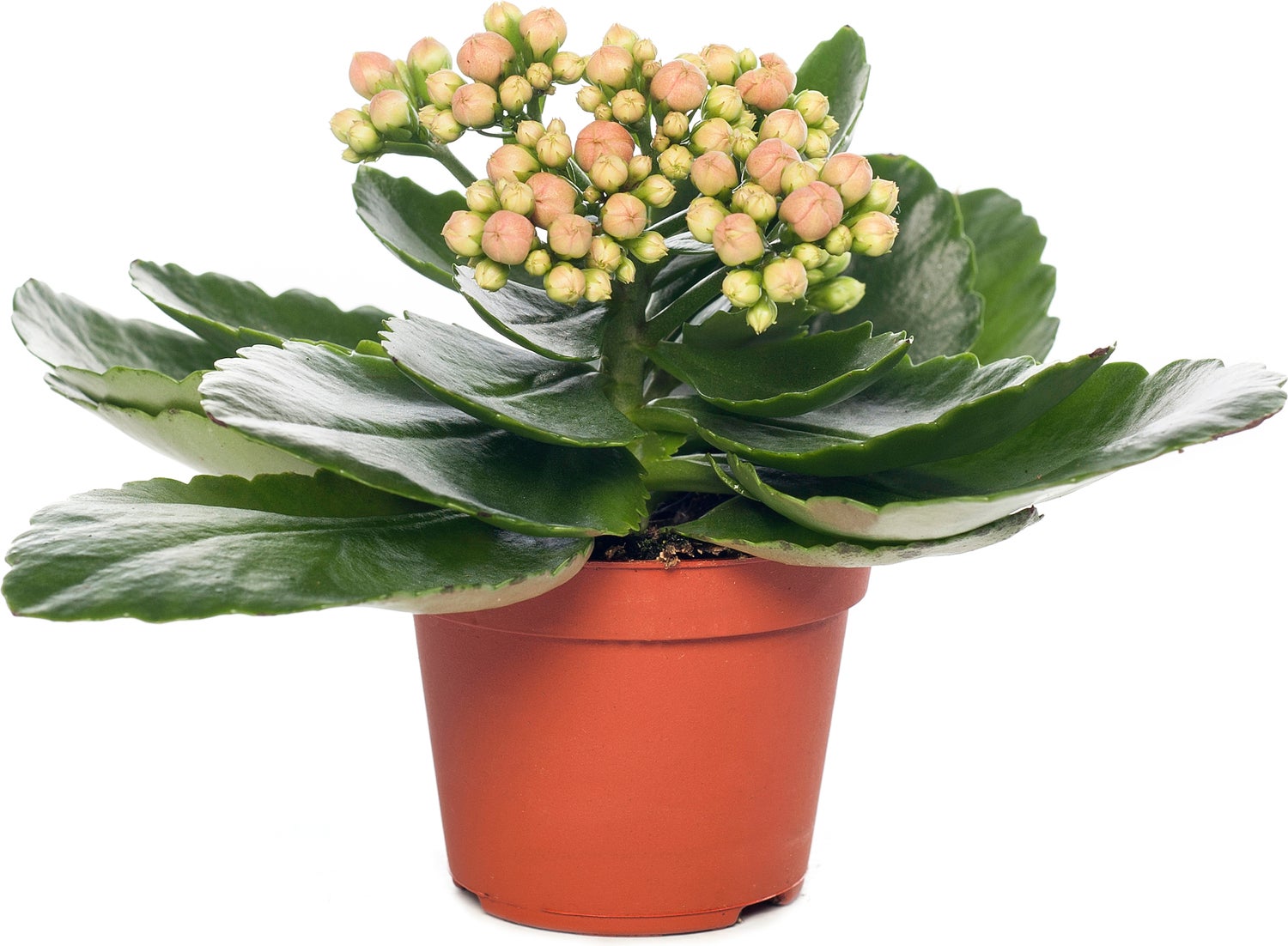 Kalanchoë (Kalanchoë blossfeldiana 'Orange') D 8 H 15 cm