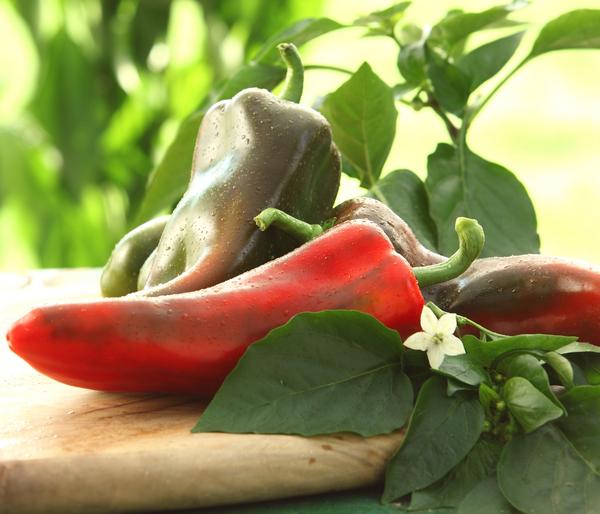 Spitzpaprika, rot