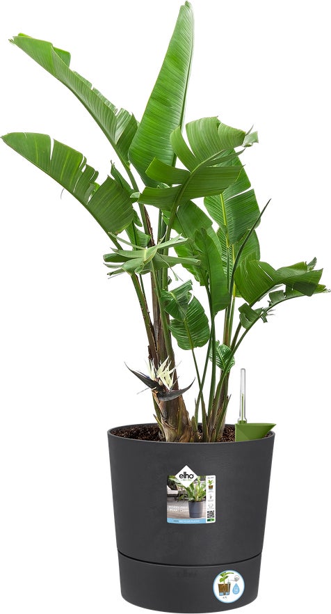 Elho bloempot Greensense Aqua Care antraciet D 34,5 H 34,1 cm