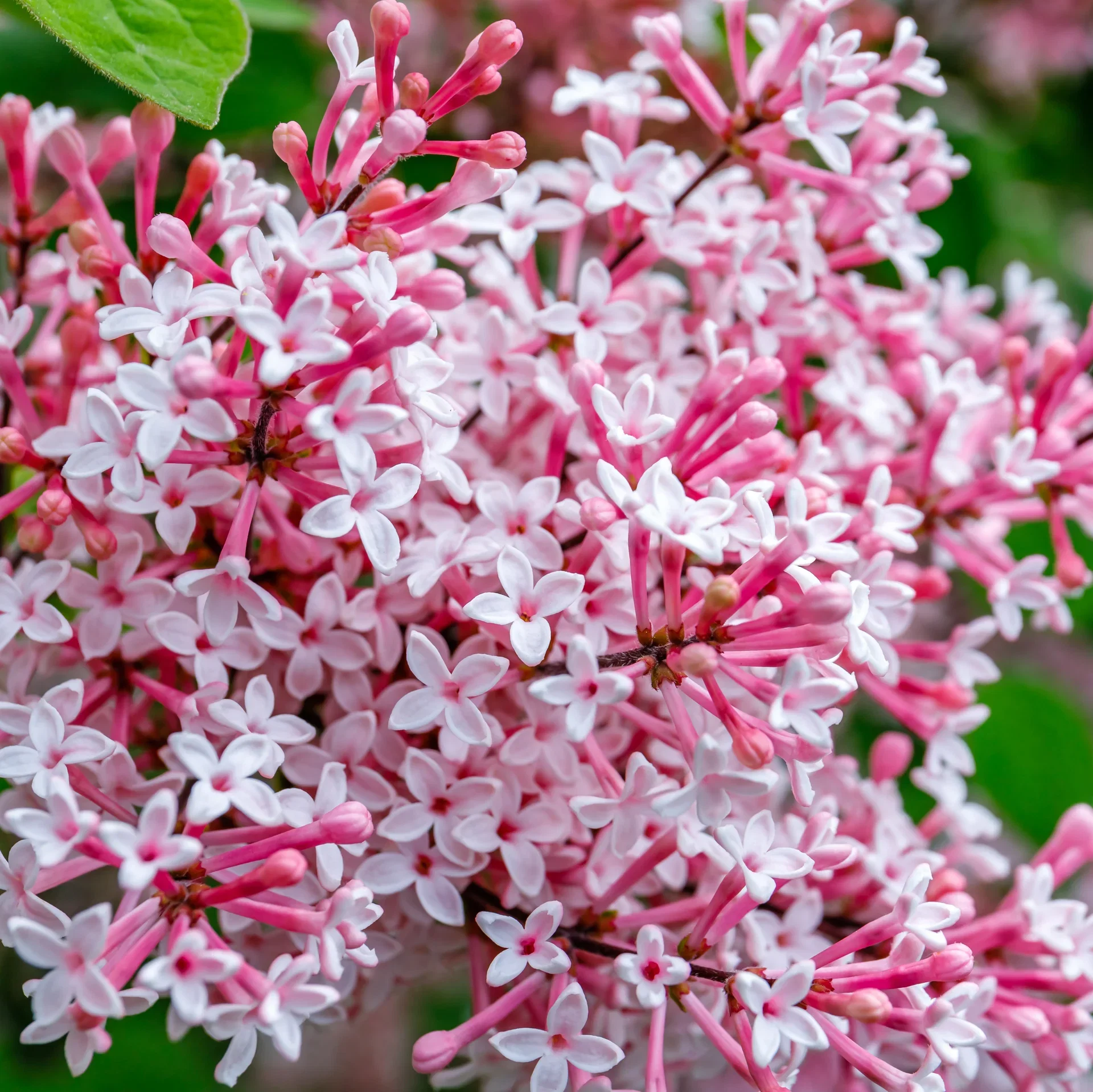Syringa TINKERBELLE ('Bailbelle') Syrin TINKERBELLE på stamme Høyde 120 cm
