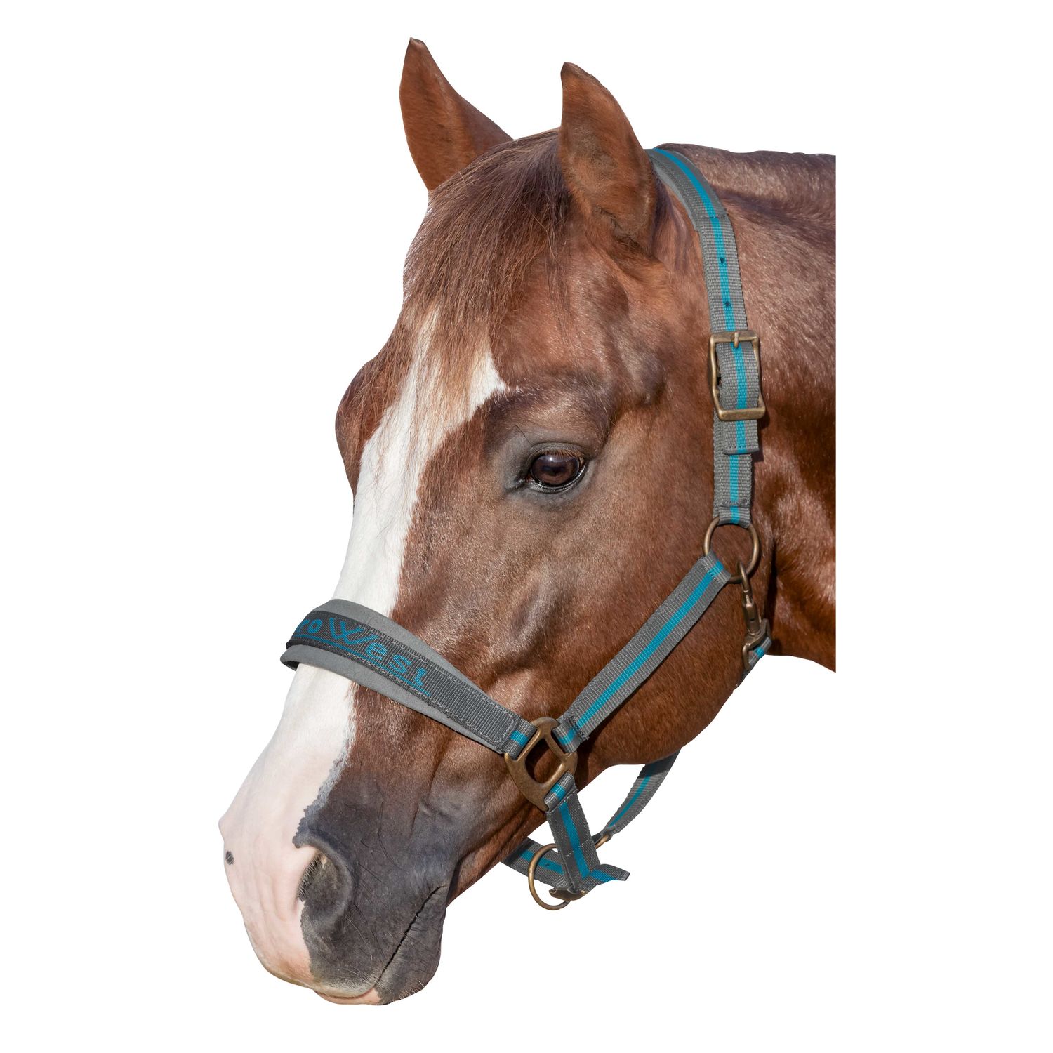 L-pro West Halfter  - grau/petrol - Pony