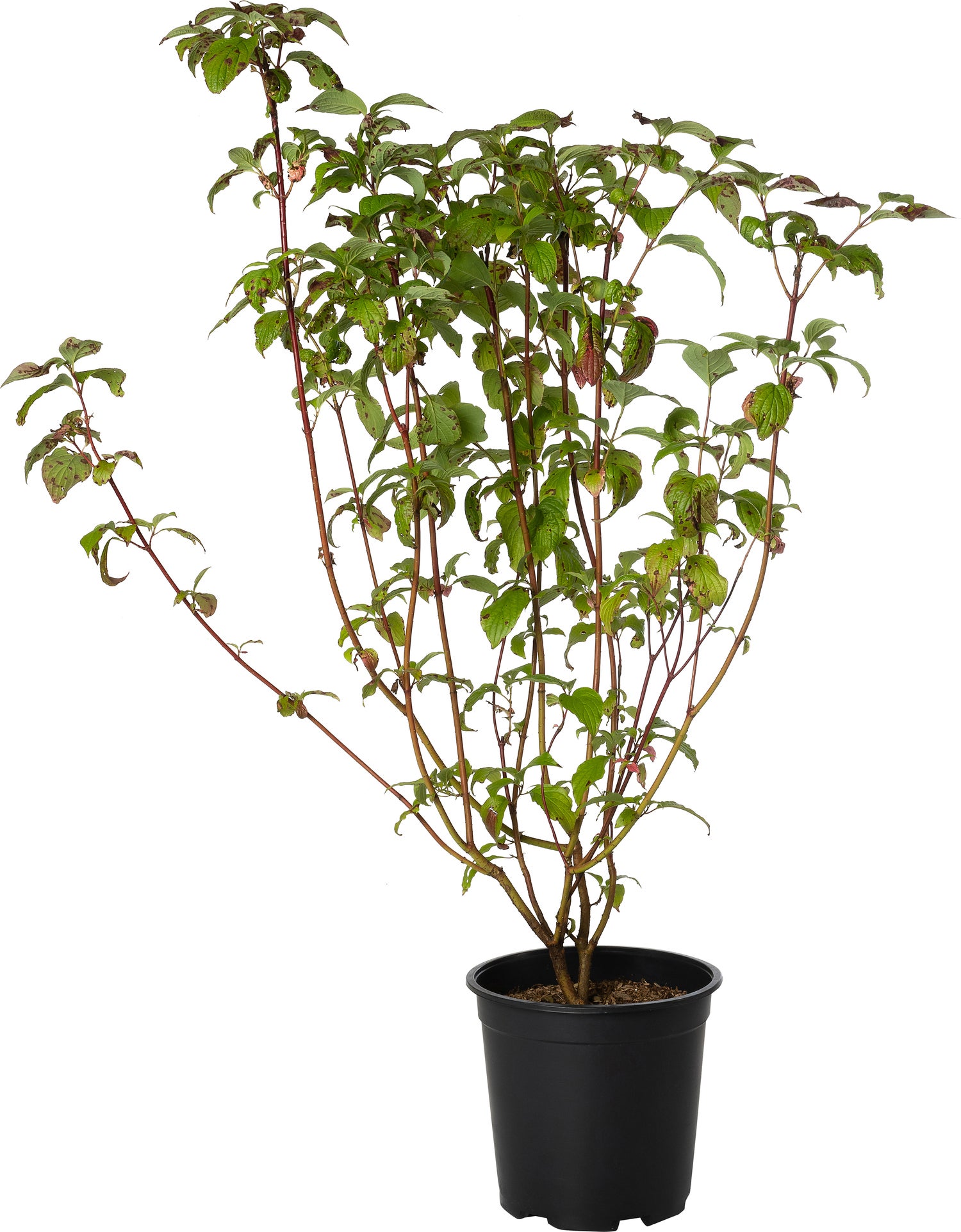 Rode Kornoelje (Cornus alba 'Sibirica') D 24 H 60 cm