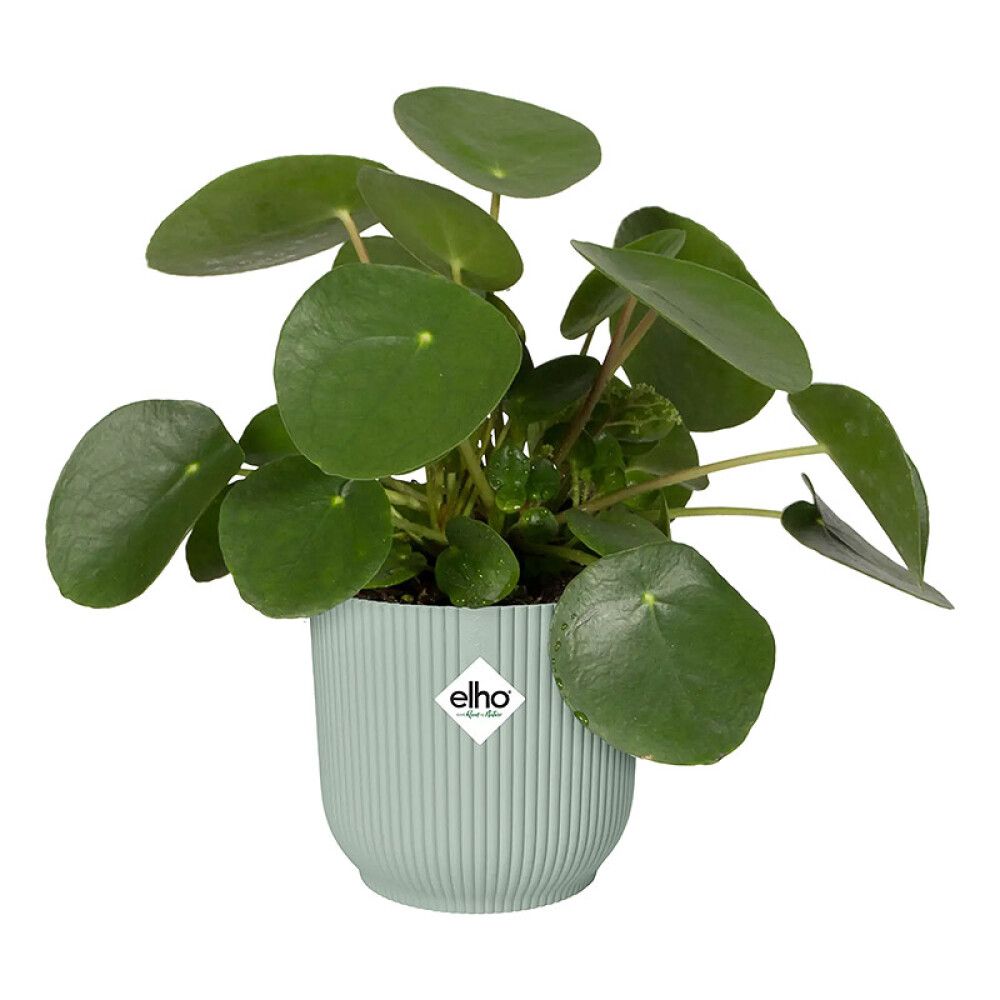 INNEPOTTE ELHO VIBES FOLD ROUND MINI Ø11CM GRØNN