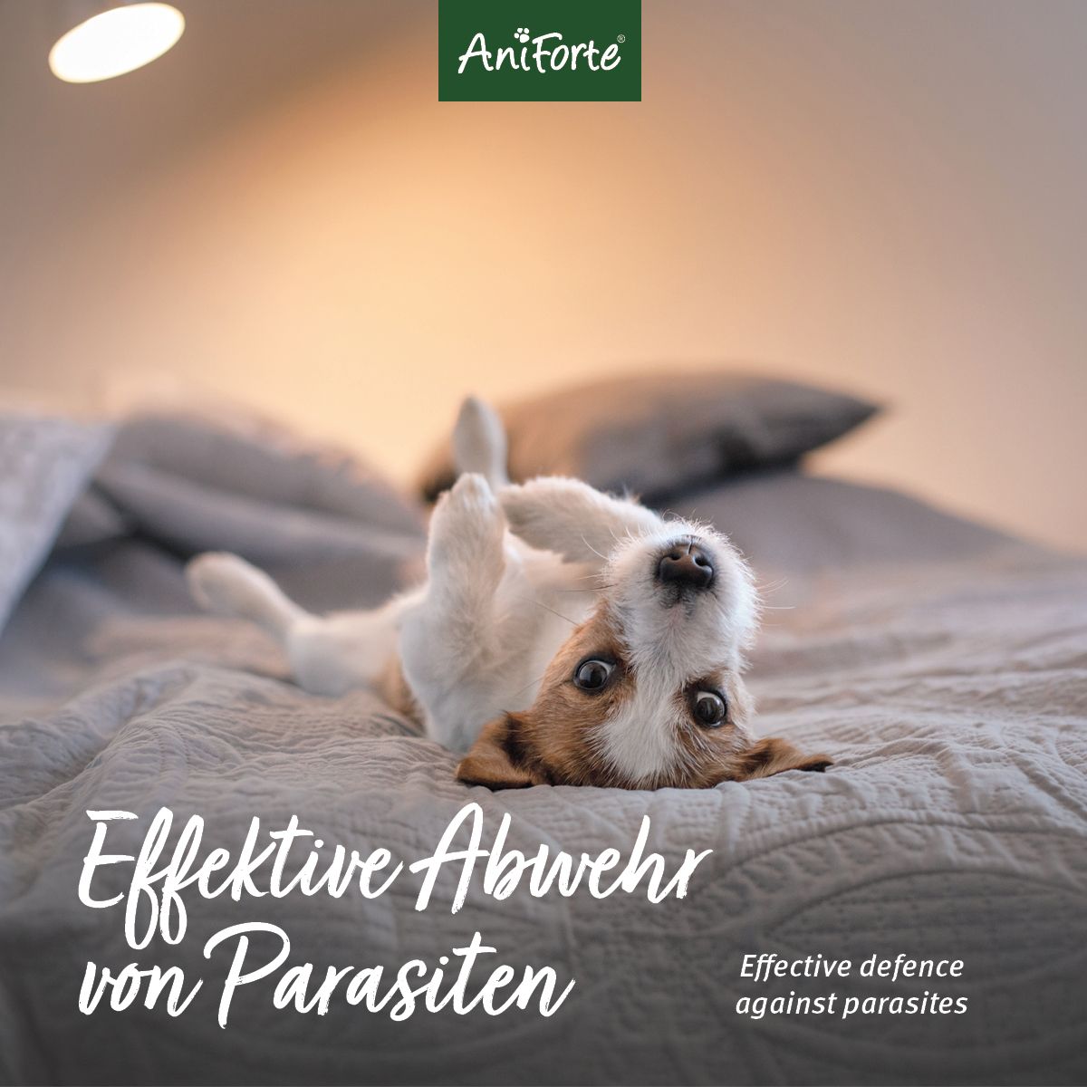 AniForte Ungeziefer-EX Spray