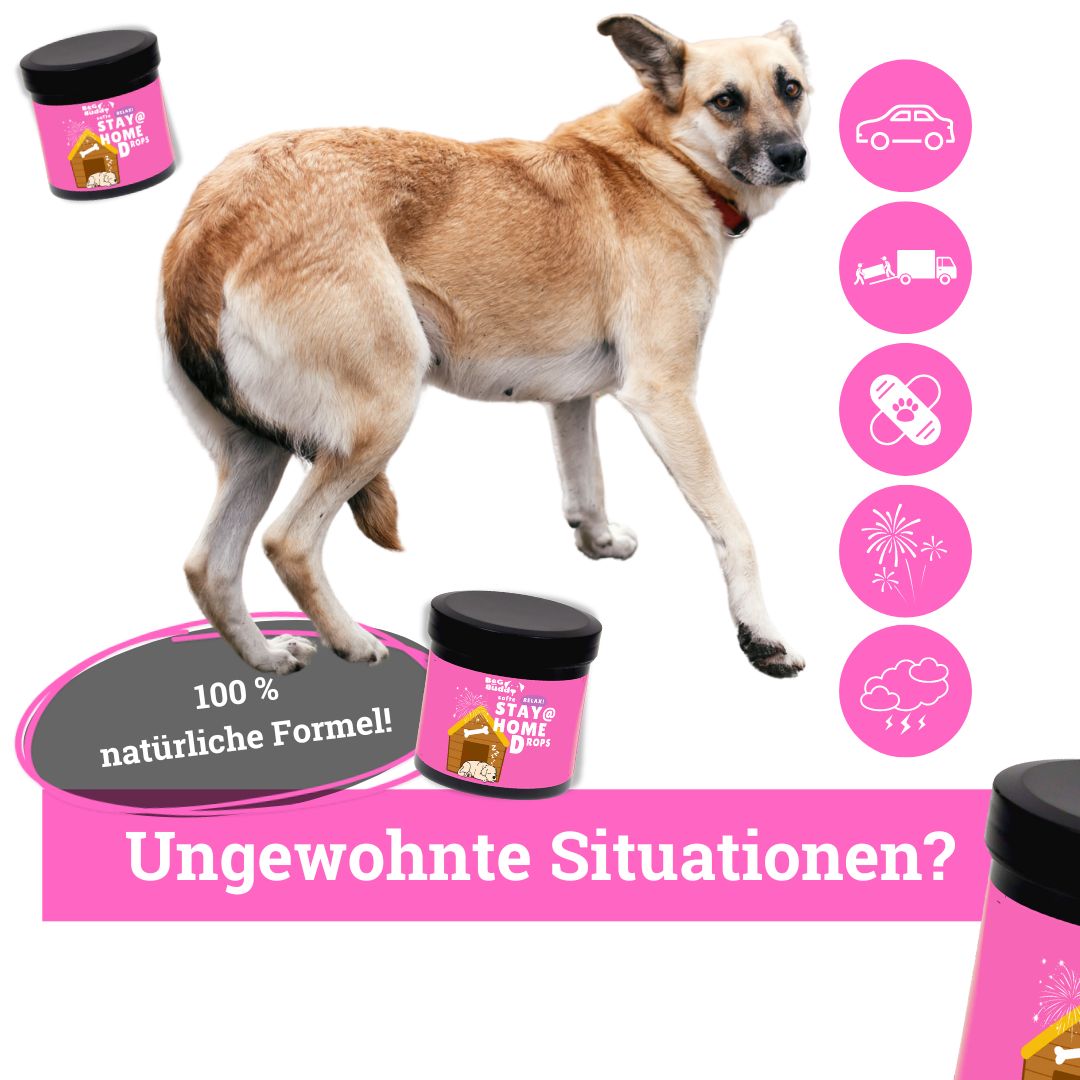 BeG Buddy STAY@HOME Relax Snack für Hunde mit Baldrian, Beruhigung, Silvester