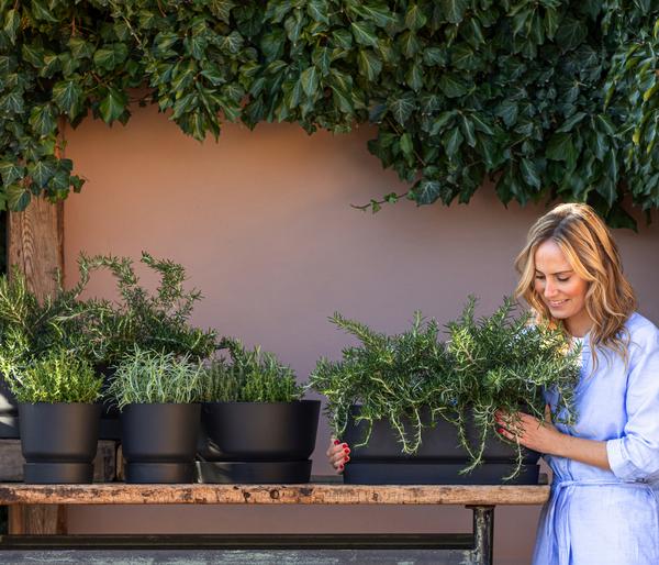 Dehner Gourmet Garten Kugelthymian