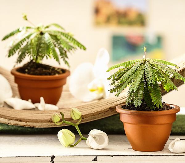 Südseepalme - Biophytum sensitivum, 2er-Set