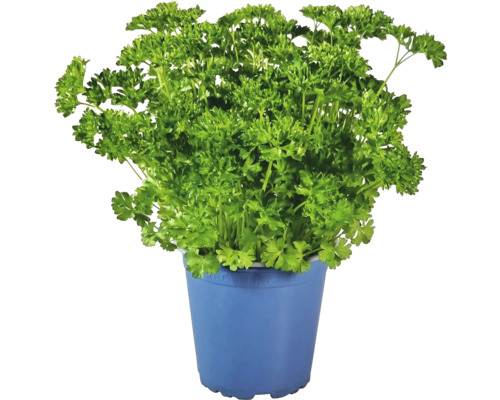 Biologische Peterselie FloraSelf Biologische Petroselinum Crispum 'Mooskrause' Ø 12 cm pot