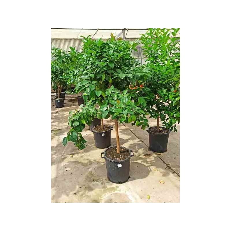 Citrus limon (citronnier) blanc - taille pot de 5 litres - 100/120 cm