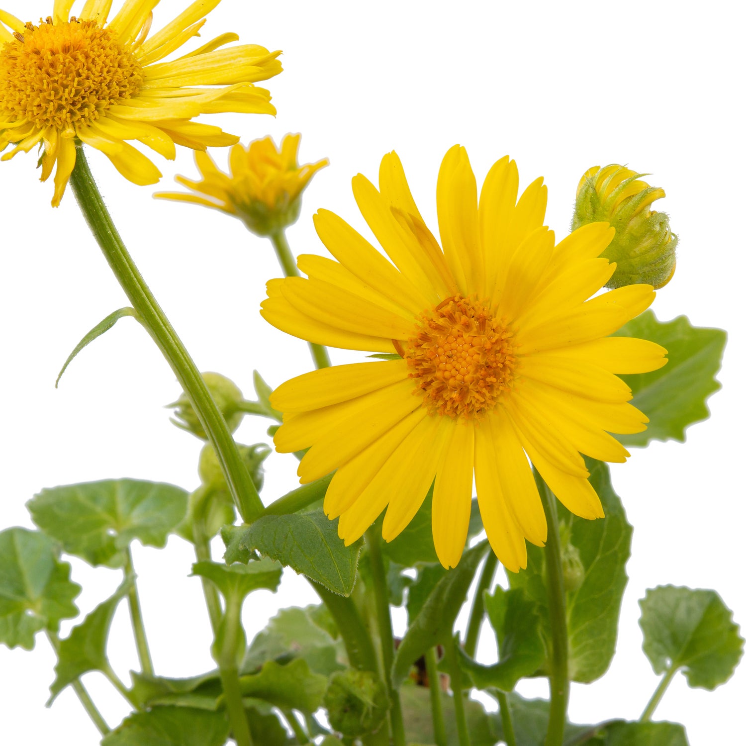 Voorjaarszonnebloem (Doronicum orientale) D 9 H 10 cm