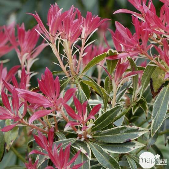 Pieris 'Flaming Silver' - Pot 3L.