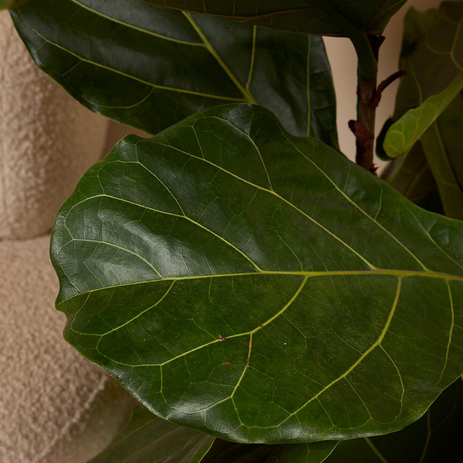 Bloomique - Ficus Lyrata - Geigenblatt - XXL Zimmerpflanzen - Luftreinigend - Pflegeleicht - 140-160 cm hoch - 30 cm Topf