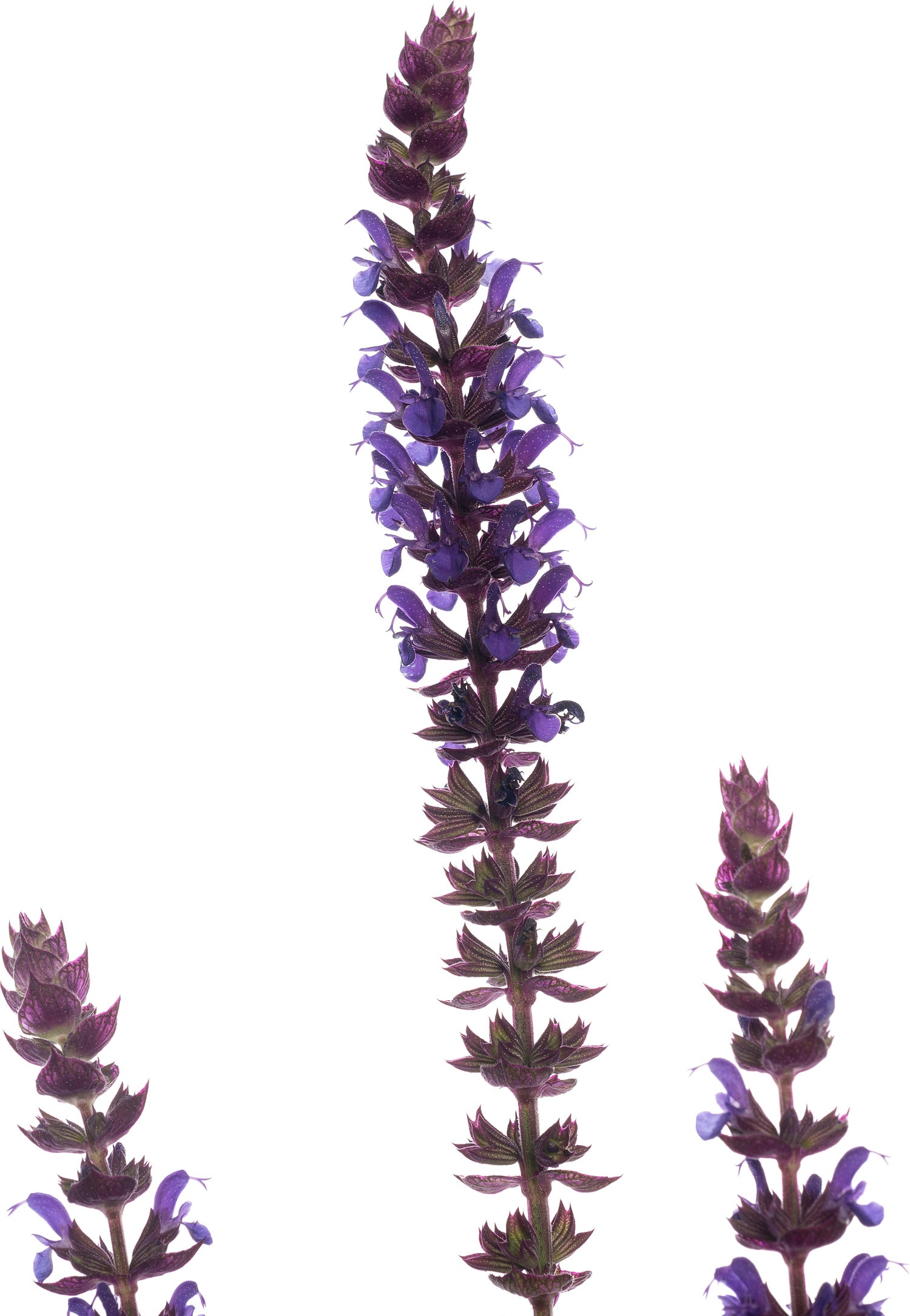Siersalie (Salvia nemorosa 'Ostfriesland') D 11 H 10 cm