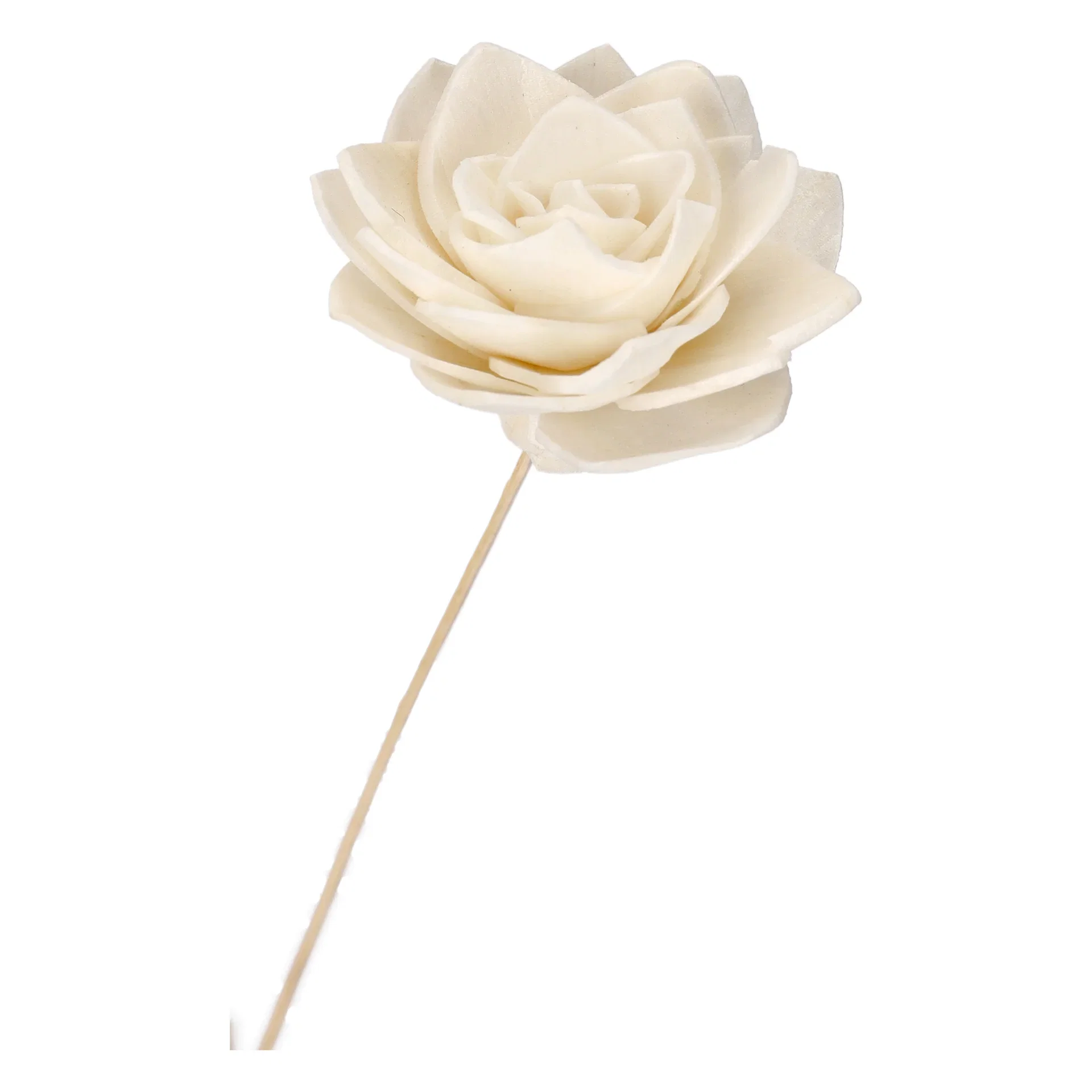Papirblomst Vannlilje Høyde 85 cm