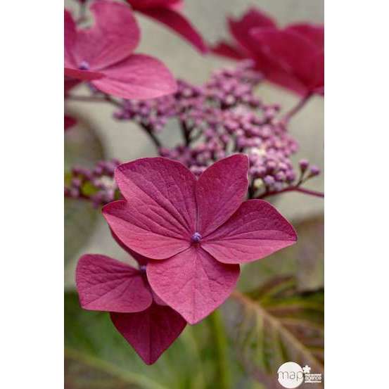 Hydrangea 'Rotschwanz', contneur 3 L