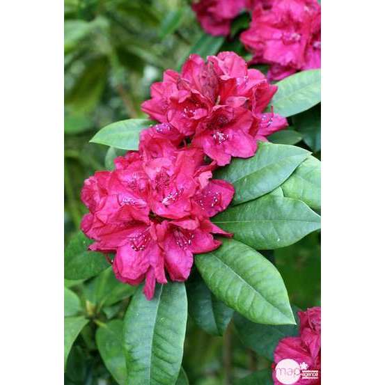 Rhododenrdron x 'lord Roberts' : H 40/50 cm, ctr 7 litres