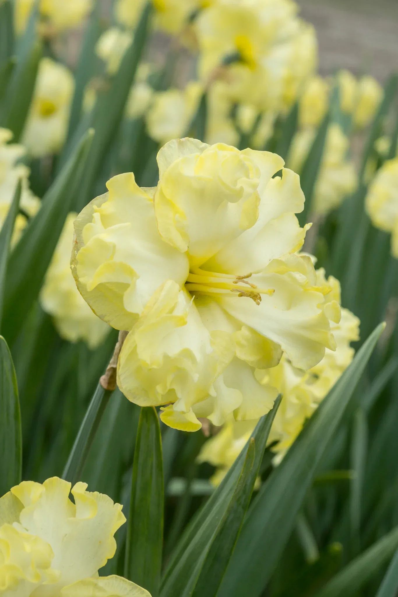 Narcissus pseudonarcissus 'Sunny Side Up' Påskelilje 'Sunny Side Up'
