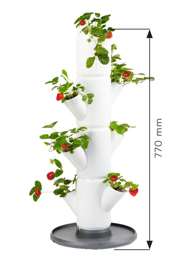 Erdbeeren Starter-Set