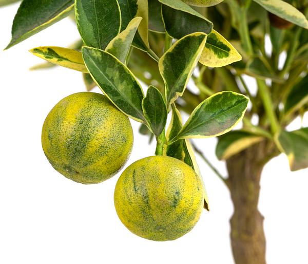Calamondin-Orange 'Variegata', panaschiert