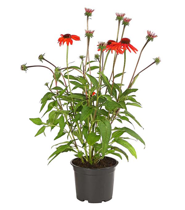 Garten-Scheinsonnenhut 'Cheyenne Spirit'