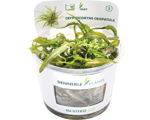 Grasbladige Cryptocoryne - Cryptocoryne crispatula In-Vitro