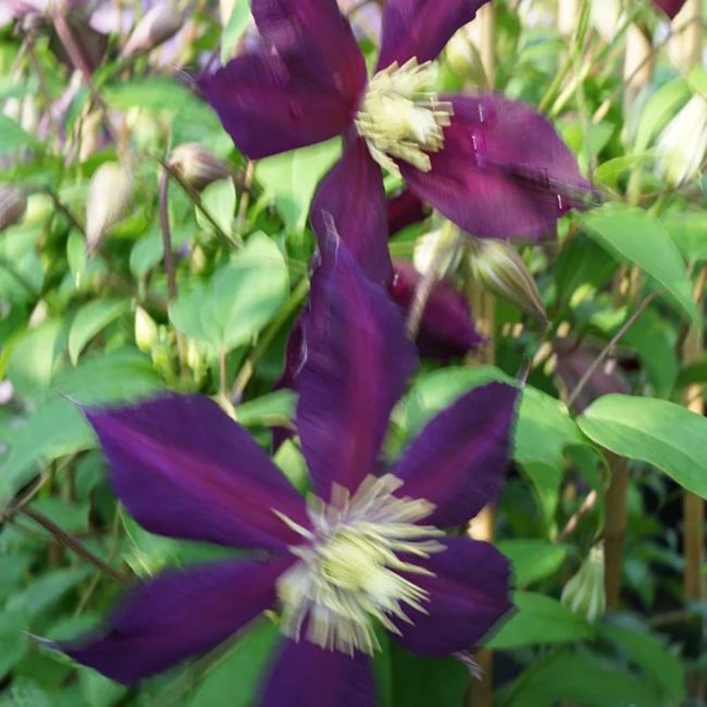 Clématite italienne 'mikelite' - clematis viticella 3l