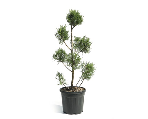 Leylandcipres PomPon Cupressocyparis leylandii 'Pyramidalis' H ca. 80 cm Co 9 L