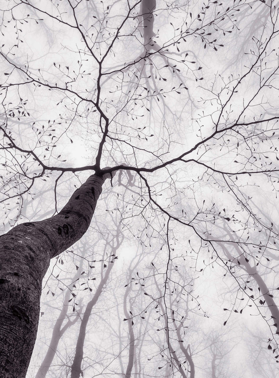 Fototapete DESIGNWALLS 2.0 - schwarz-weiß - Baum - 2,6 Meter