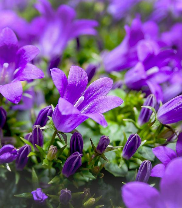 Glockenblume - Campanula porscharskyana