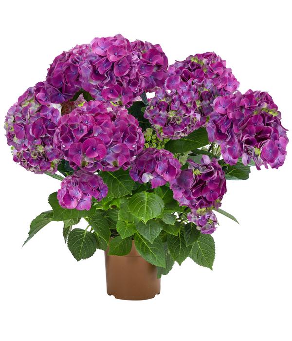 Hortensie - Hydrangea macrophylla 'Ningbo'