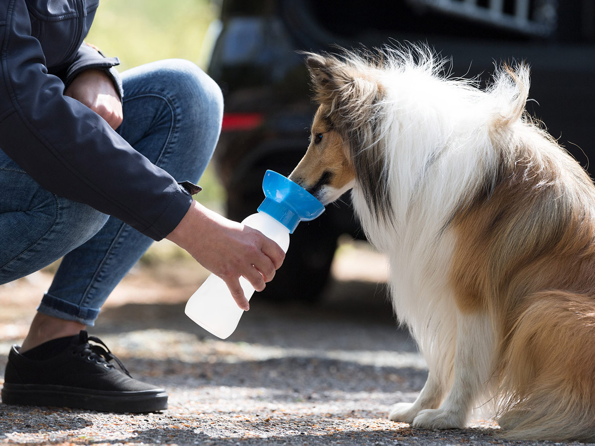 Trixie waterfles met drinkbak