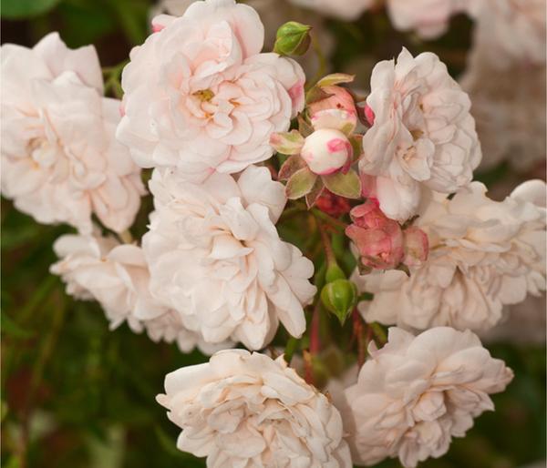 Bodendeckerrose 'Crystal Fairy®'