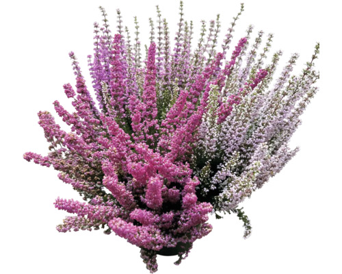 Bell heather Erica gracilis Beauty Queens Ø 19 cm pot willekeurige variëteitselectie