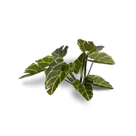 Gamer Grass Basis Gestaltung Pflanzen Elephant Ear, 51er Packung