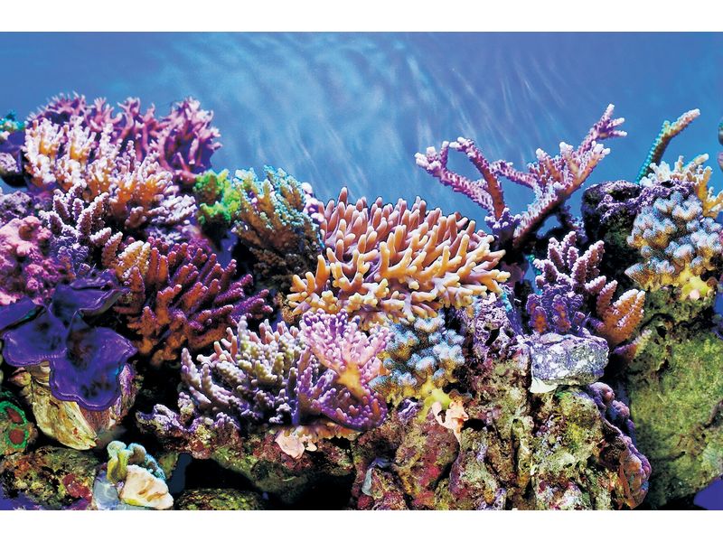 SuperFish Rückwandfolie Deko Poster A6 150 x 61 cm Poster-Rückwand für das Aquarium