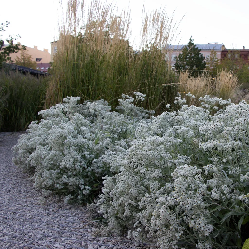 Anaphalis triplinervis Sølvevigblomst Ø11 cm