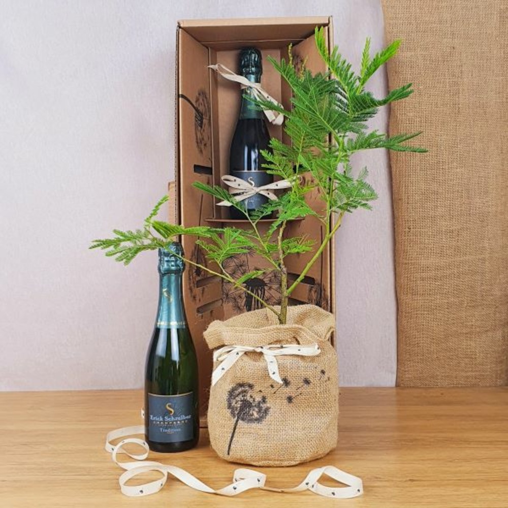 Coffret d'un mimosa, symbole d'affection, avec une bouteille de champagne bio