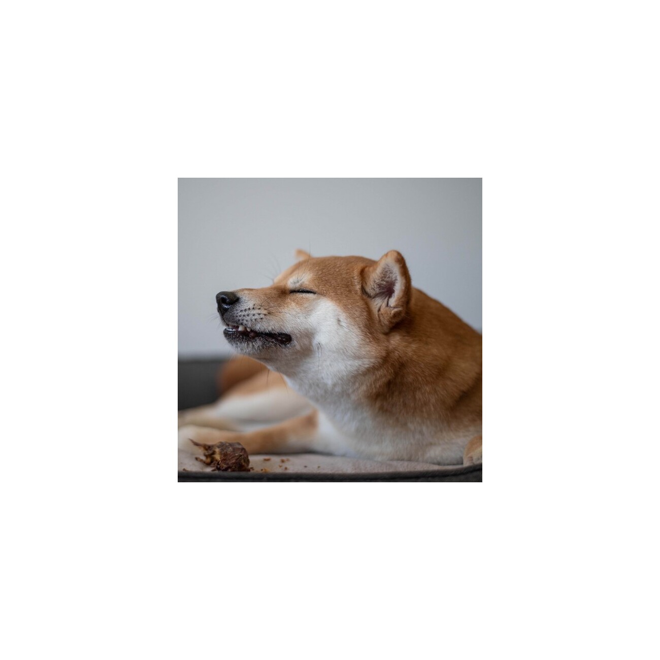 Bellfor Hundesnack - Enten-Hals - 250g