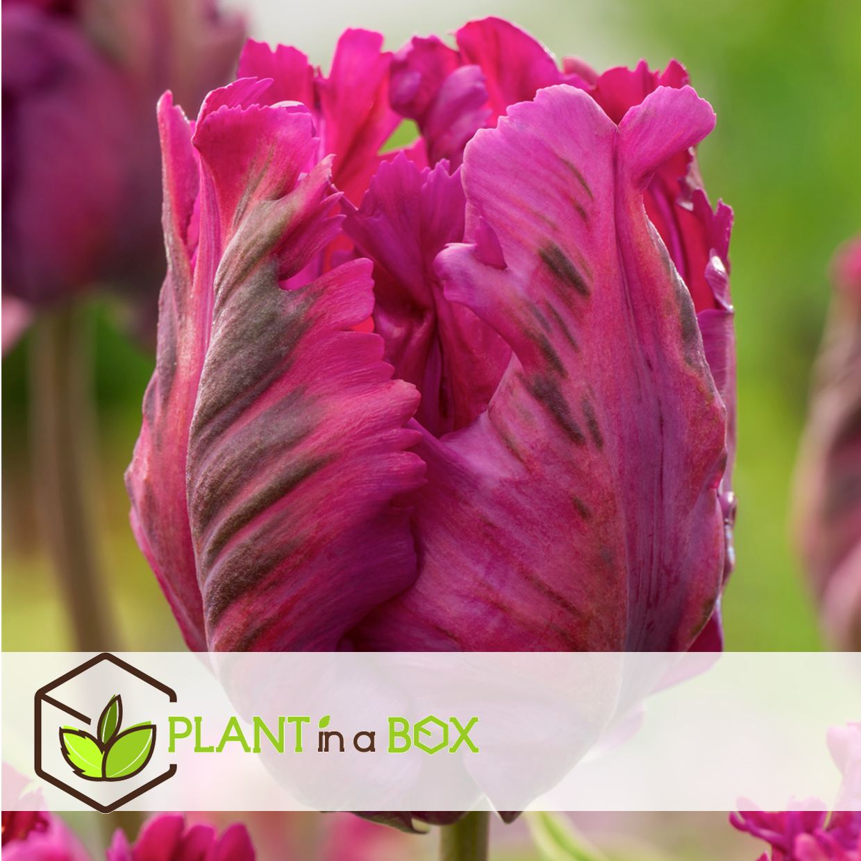 Tulipa parrot negrita - bulbes à fleurs x15 - tulipe - violet