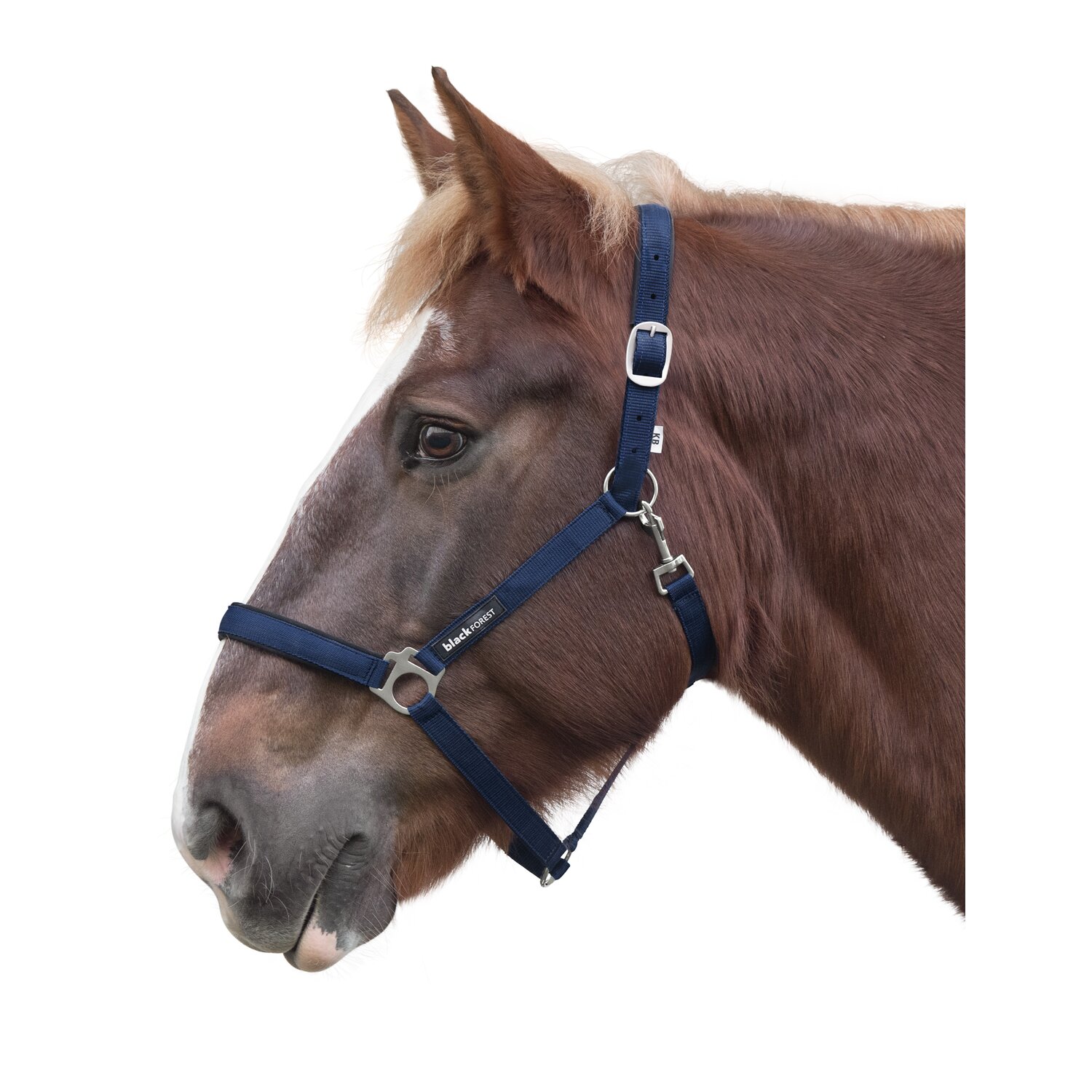 black forest Halfter  - navy