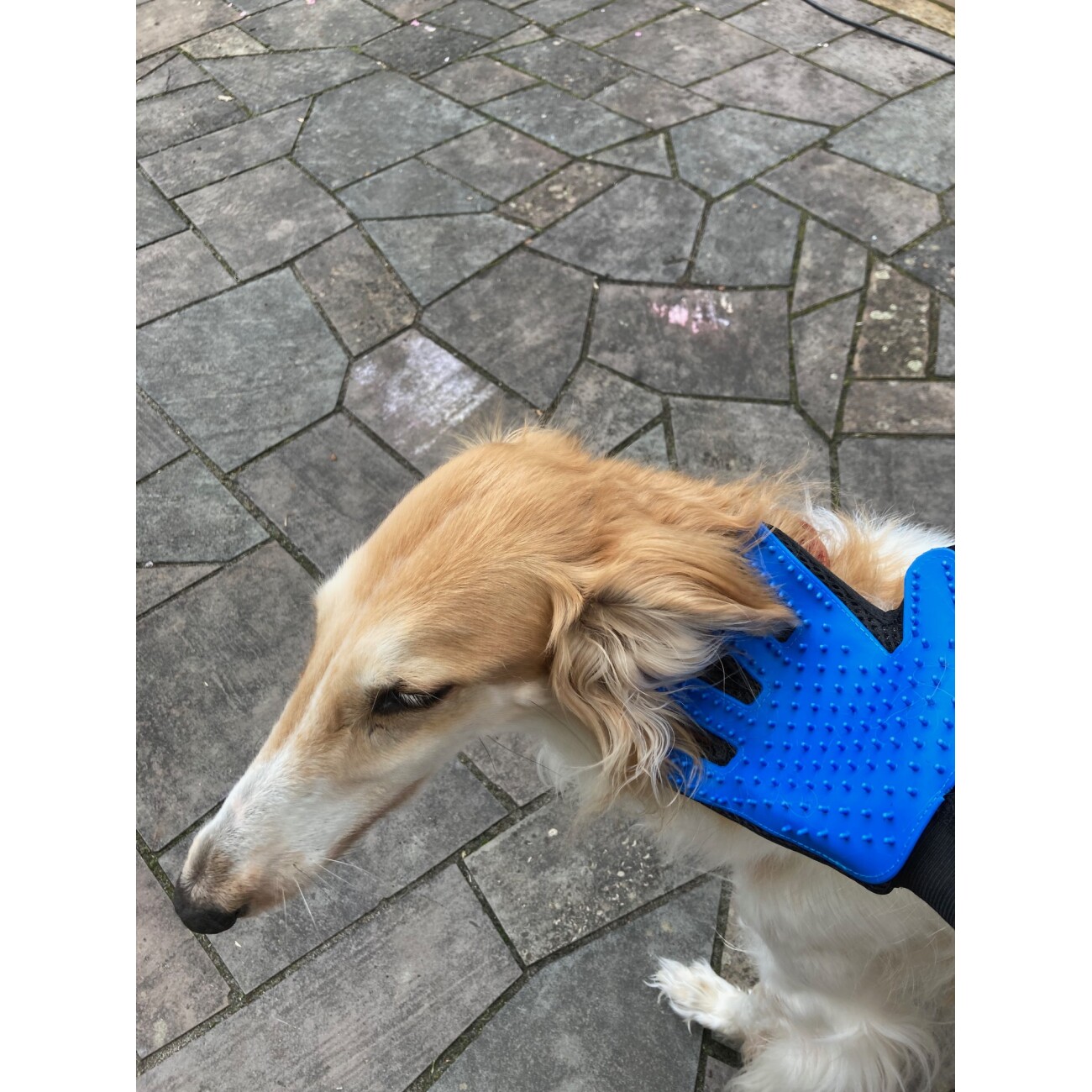 Mewow Fellpflegehandschuh für Hunde und Katzen